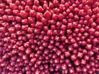 Sedum andegavense, photographed by Davide Puddu