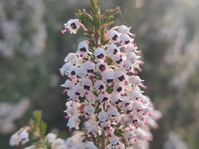 Erica arborea, photographed by Davide Puddu