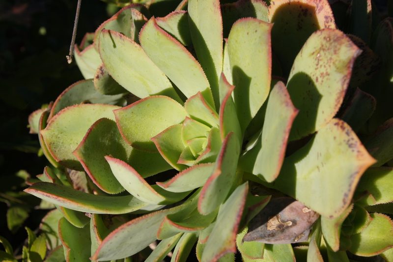 Aeonium davidbramwellii, photographed by Ina Siebert