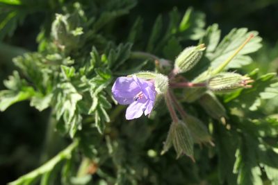 Erodium ciconium, photographed by Rafael Medina
