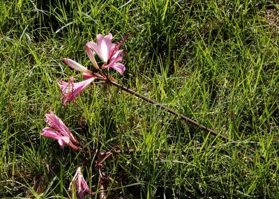 Amaryllis belladonna, photographed by Tony Rebelo