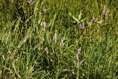 Persicaria madagascariensis, photographed by Tony Rebelo