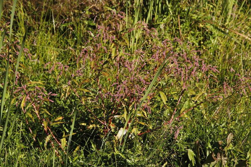 Persicaria lapathifolia, photographed by Tony Rebelo