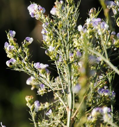 Psoralea filifolia, photographed by Tony Rebelo