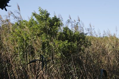 Cestrum axillare, photographed by Tony Rebelo