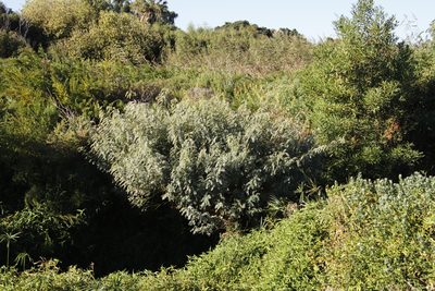 Sesbania punicea, photographed by Tony Rebelo