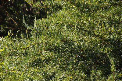 Cliffortia longifolia, photographed by Tony Rebelo