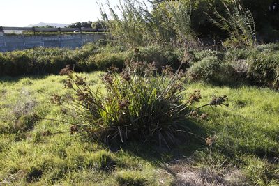 Cyperus dives, photographed by Tony Rebelo