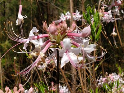 Rhododendron canescens, photographed by Samuel A Schmid, PhD, PWS