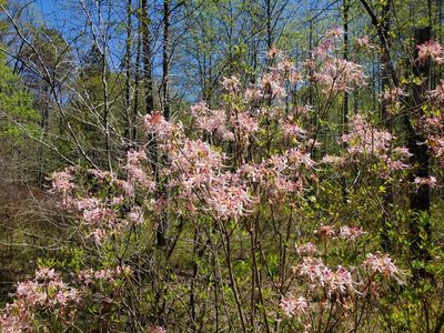 Rhododendron canescens, photographed by Samuel A Schmid, PhD, PWS