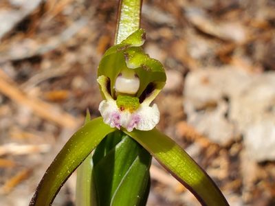 Isotria verticillata, photographed by Samuel A Schmid, PhD, PWS