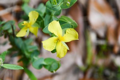 Hypericum tetrapetalum, photographed by Jay Pruett