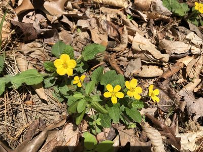 Chrysogonum virginianum, photographed by ch3chia