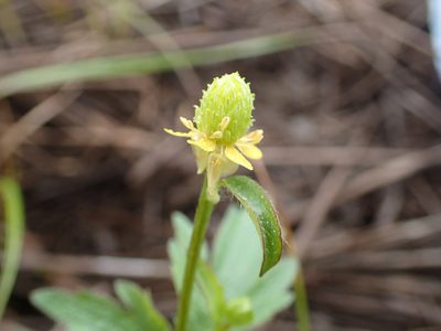 Ranunculus pensylvanicus, photographed by Allan Harris