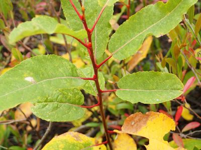 Salix pyrifolia, photographed by Allan Harris