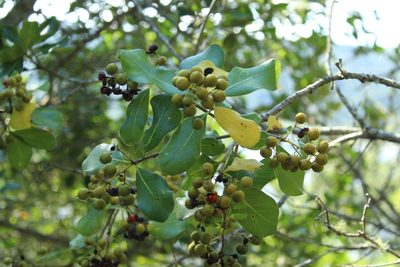 Pittosporum viridiflorum, photographed by Corne Brink