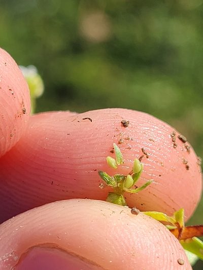 Plagiobothrys bracteatus, photographed by Konshau Duman