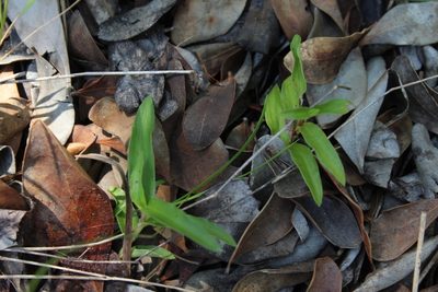 Commelina africana, photographed by Corne Brink