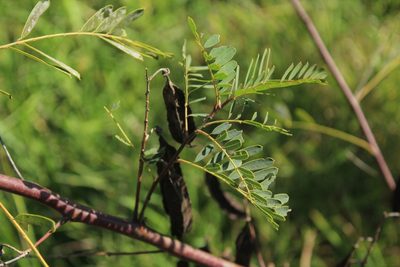Sesbania punicea, photographed by Corne Brink