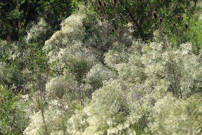 Baccharis notosergila, photographed by demianlescano
