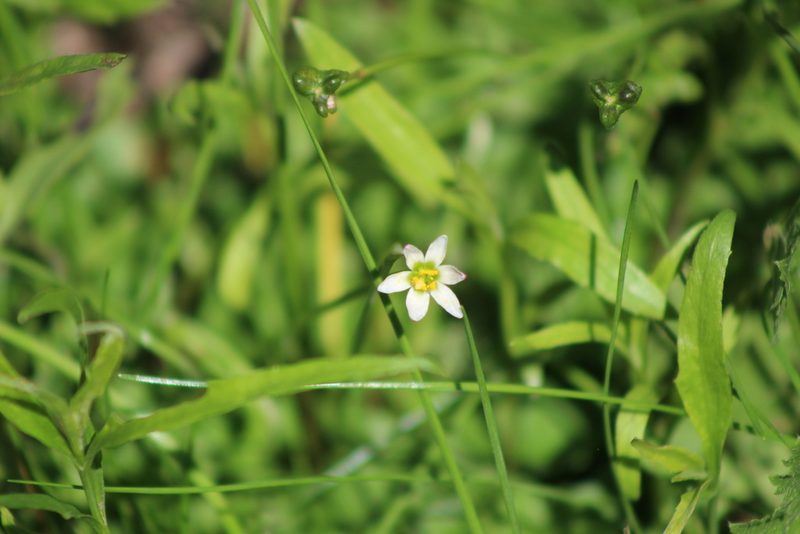 Zephyranthes minima, photographed by demianlescano