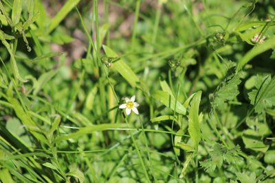Zephyranthes minima, photographed by demianlescano