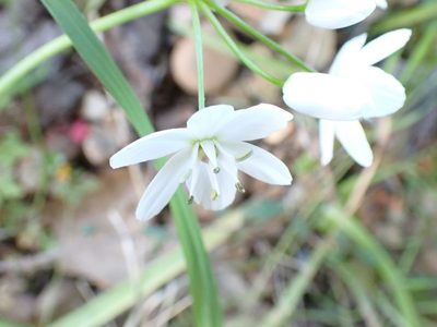 Allium neapolitanum, photographed by David Delon