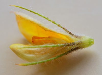 Aspalathus rubiginosa, photographed by Charles Stirton