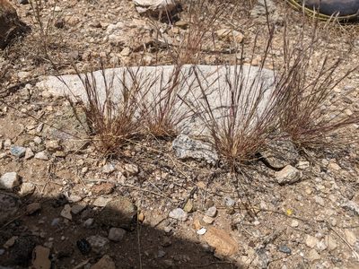 Aristida adscensionis