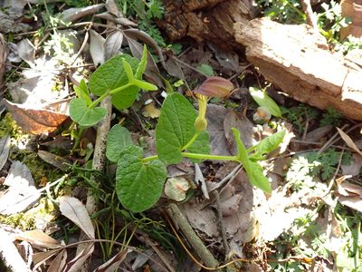Aristolochia rotunda, photographed by David Delon