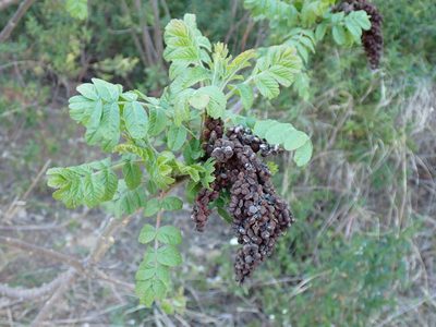 Rhus coriaria, photographed by David Delon