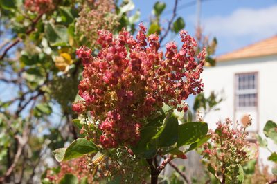Rumex lunaria, photographed by Ina Siebert