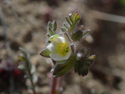 Polemonium micranthum, photographed by Nolan Exe