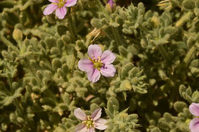 Zygophyllum molle, photographed by Mitch Van Dyke