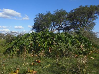 Philodendron undulatum, photographed by Sebastián Gómez Barboza Silveira