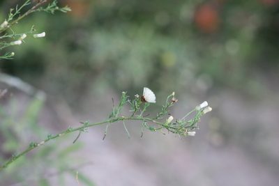 Baccharis darwinii, photographed by demianlescano