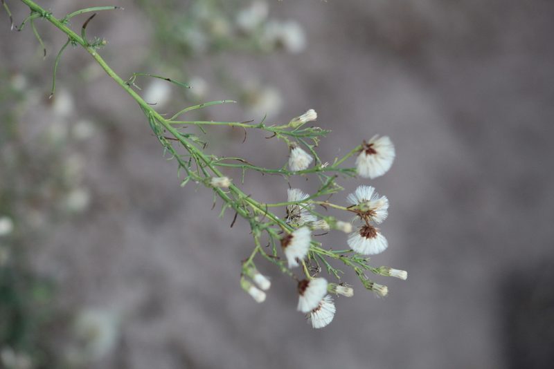 Baccharis darwinii, photographed by demianlescano