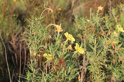 Oenothera affinis, photographed by demianlescano