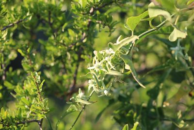 Araujia odorata, photographed by demianlescano