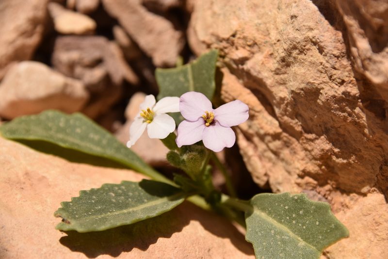Diplotaxis acris, photographed by Mitch Van Dyke
