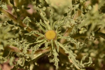 Asteriscus graveolens, photographed by Mitch Van Dyke
