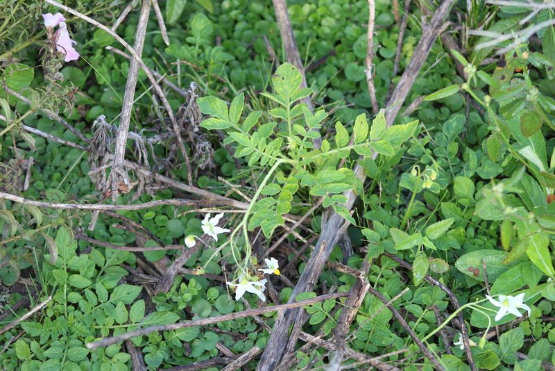 Solanum commersonii, photographed by demianlescano