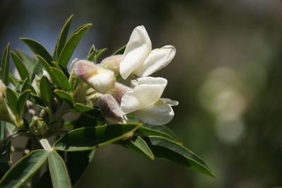 Chamaecytisus proliferus, photographed by Ina Siebert