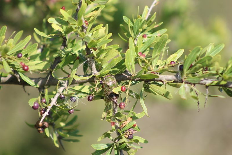 Schinus fasciculata, photographed by demianlescano