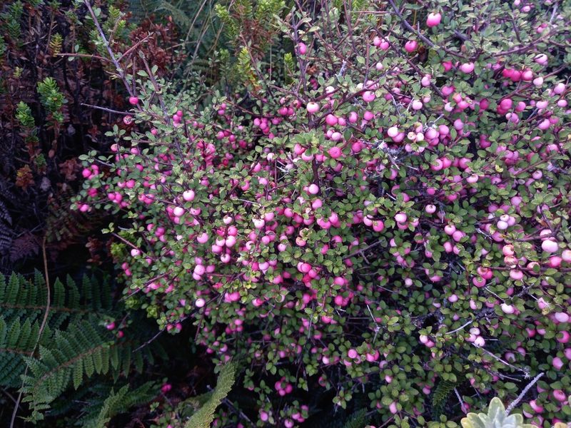 Aristotelia fruticosa, photographed by Carey_Knox_Southern_Scales