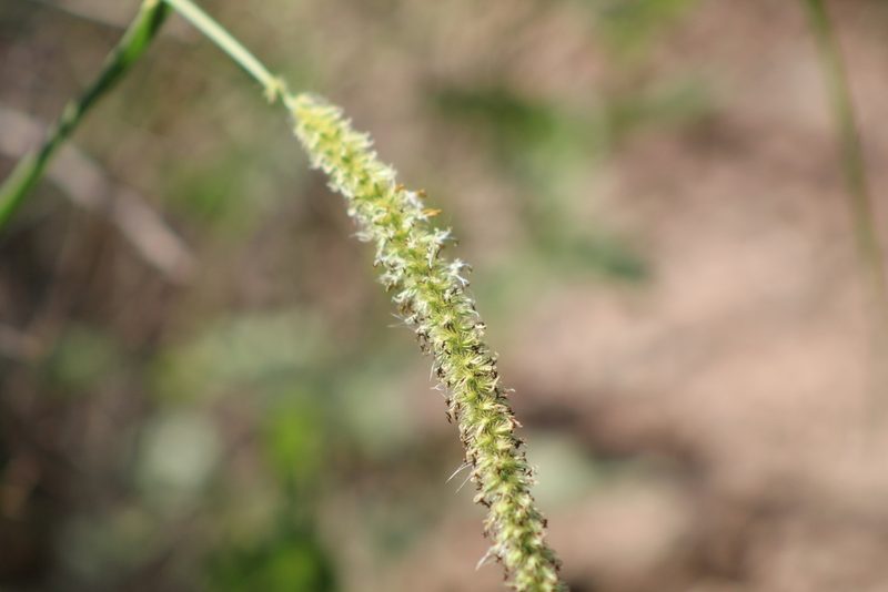 Cenchrus myosuroides, photographed by demianlescano