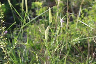 Cenchrus myosuroides, photographed by demianlescano