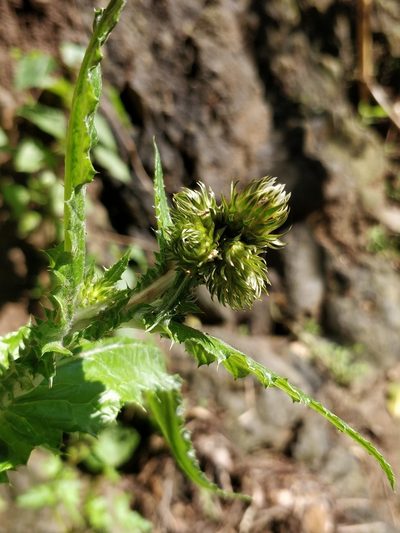 Carduus squarrosus, photographed by Vítor Jorge