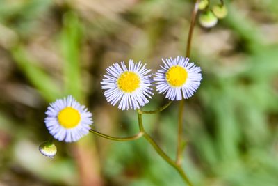 Erigeron quercifolius, photographed by Jay Pruett