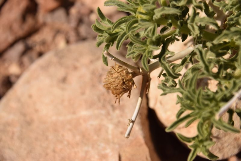 Asteriscus graveolens, photographed by Mitch Van Dyke